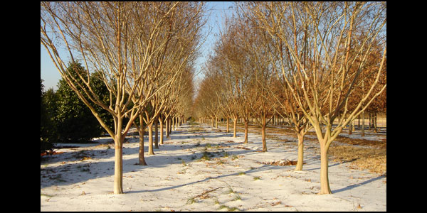 Tips For Planting Trees From A Wholesale Tree Farm
