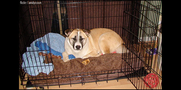 Why We Need Crate Training?