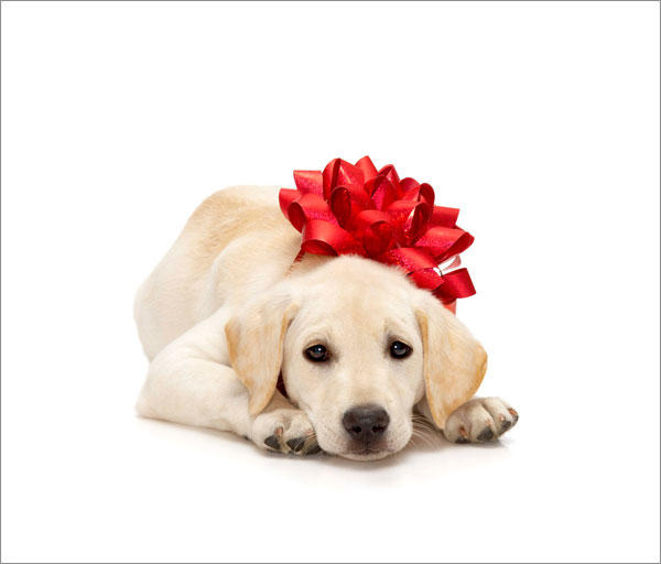 Crate Training You Puppy Step By Step