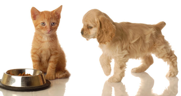Renting With Pets