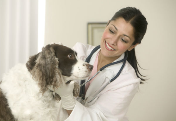 Becoming a Veterinarian