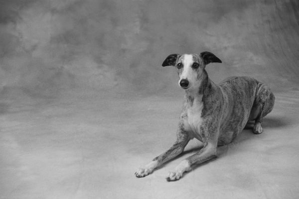 Dog Training Tips