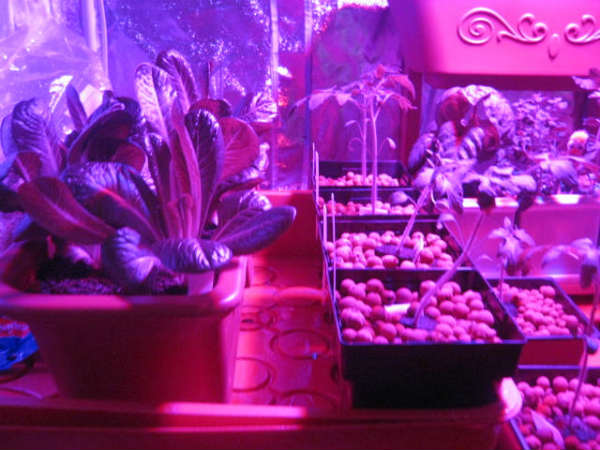 Your Indoor Garden to Make it Grow Better