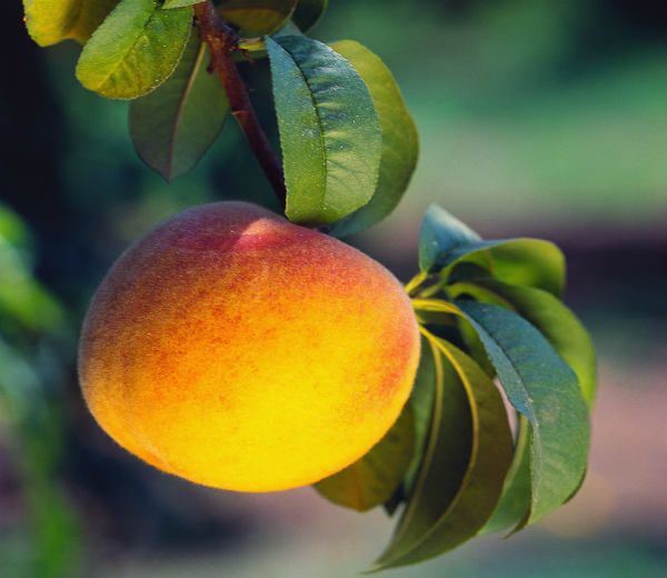 Peach Herbs: Good for Your Health