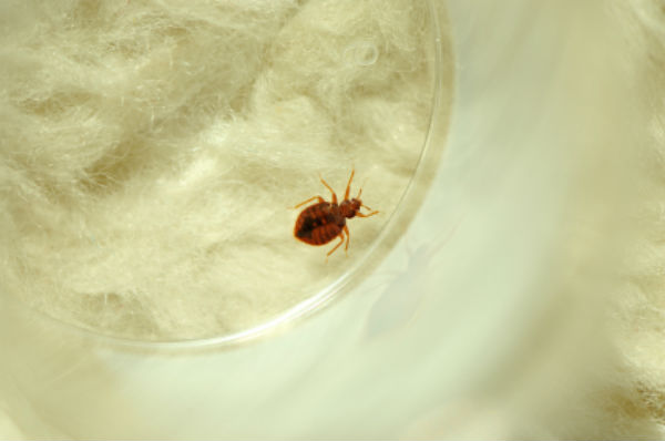 Tips To Eliminate Bedbugs from Your Home
