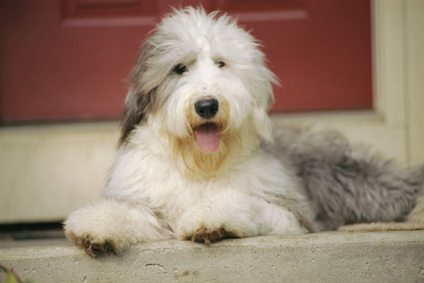 Grooming and Skin Conditions, What Dog Groomers Should Know