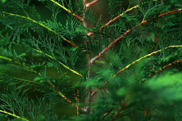evergreens evergreens