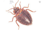 What Every Homeowner and Traveler Should Know About Bed Bugs