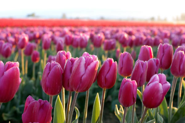 Tulip Tulip
