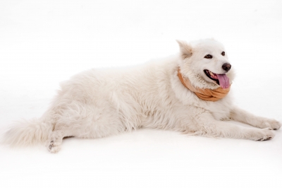 Things to Consider When Choosing Dog Day Care Services