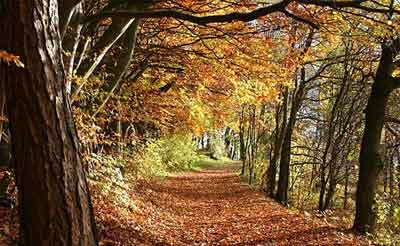 Safety Tips for Autumn