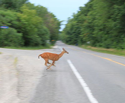 How to Prevent and Respond to Deer Accidents