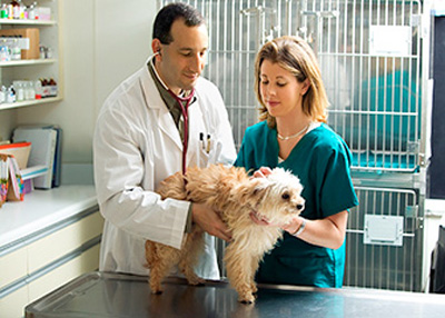 How to Become a Veterinary Assistant
