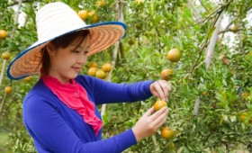 Pleasures of Gardening: How to Grow Your Own Fruits